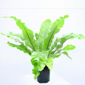 BIRD'S NEST FERN