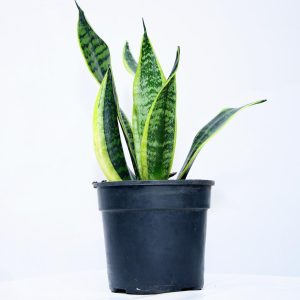 SNAKE PLANT