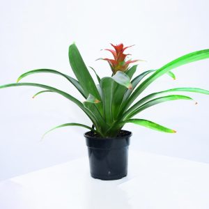 GUZMANIA