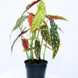 POLKA DOT PLANT