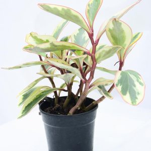 BABY RUBBER PLANT