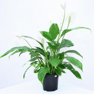 PEACE LILY