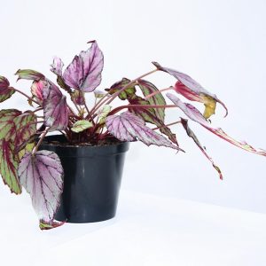 KING BEGONIA